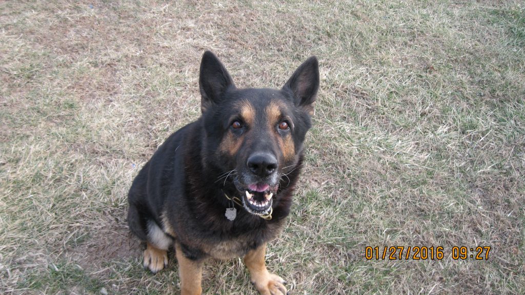 TIMO